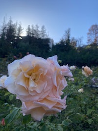 roses blooming in a field with trees in the background