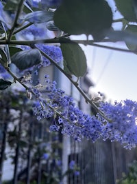blue flowers on a bush in front of a house